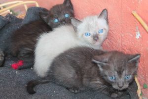 gattini