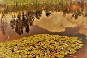 La natura respira