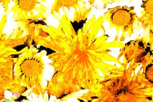 #iorestoacasa Fiori